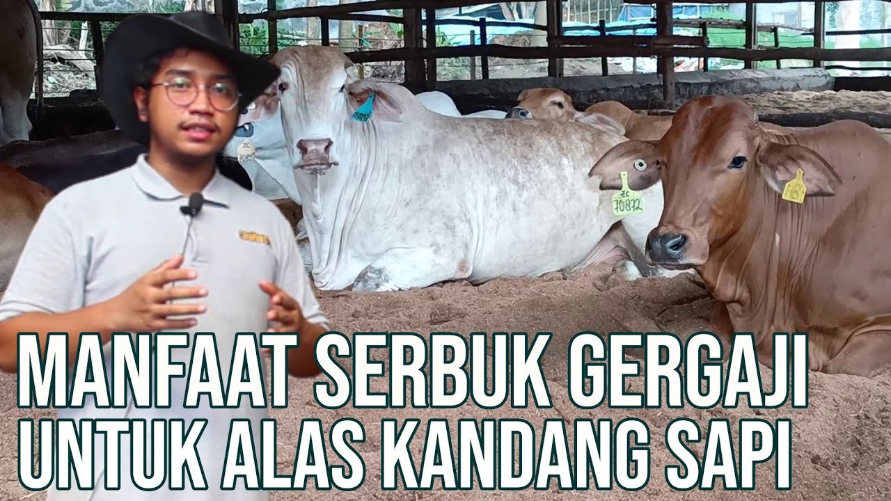 
                                 Serbuk-Gergaji-Alas-Kandang-Nyaman-Dan-Bersih